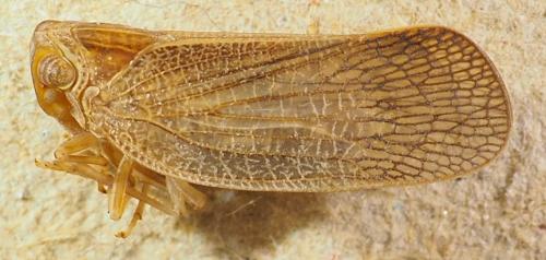 Bladina sp.